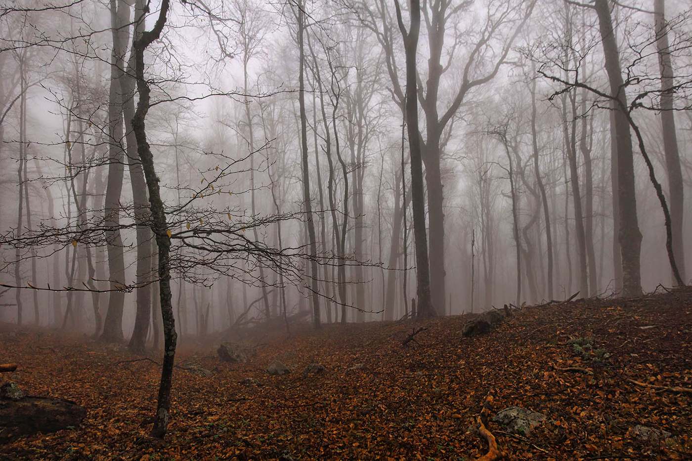 Чатыр-Дагские туманности