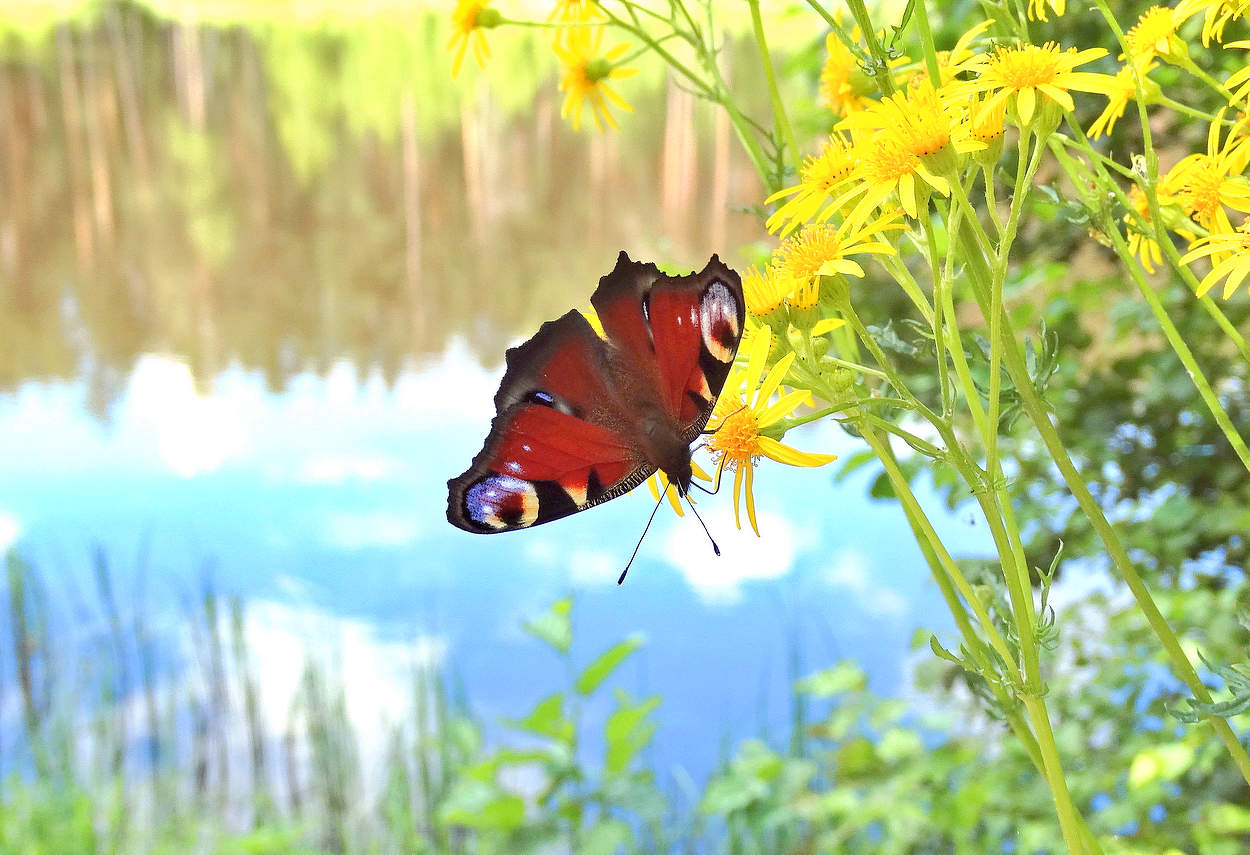 Бабочка на цветах над озером