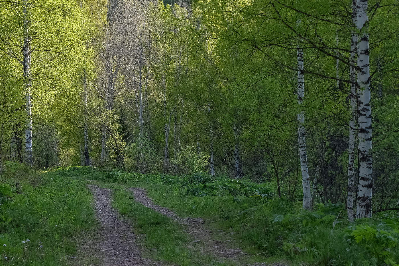 Дорога в лесу. Май