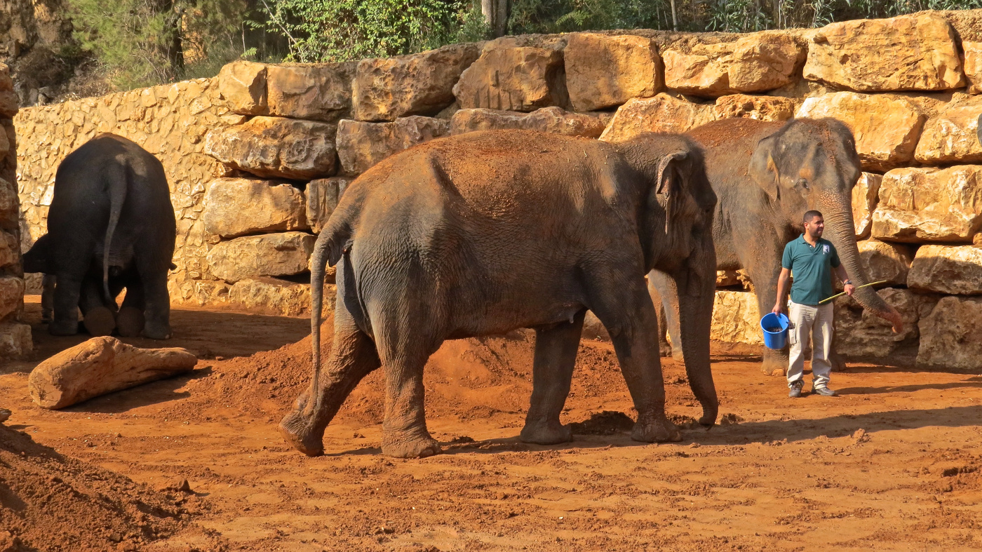 Слоновник Иерусалимского библейского зоопарка