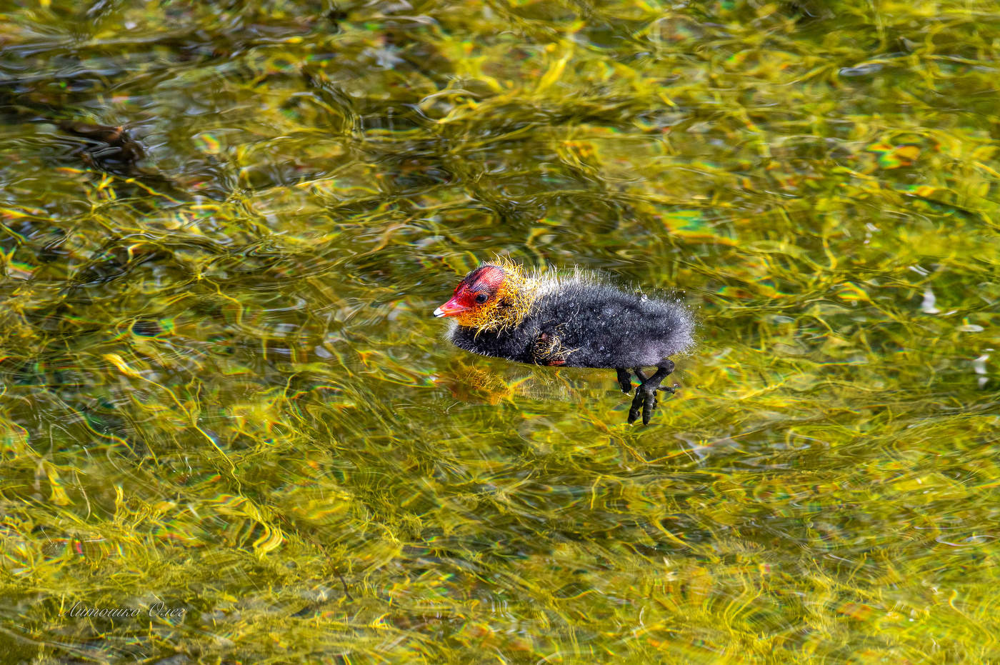 Птенец лысухи.