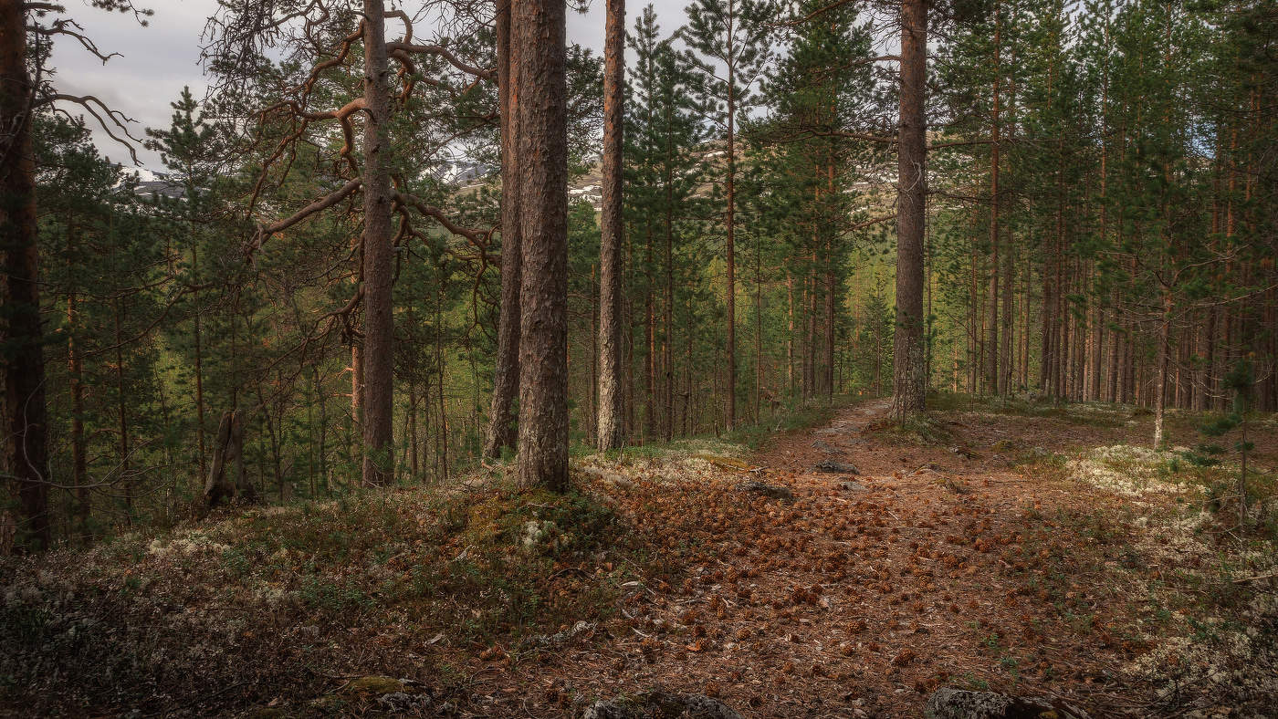 По лесной тропе