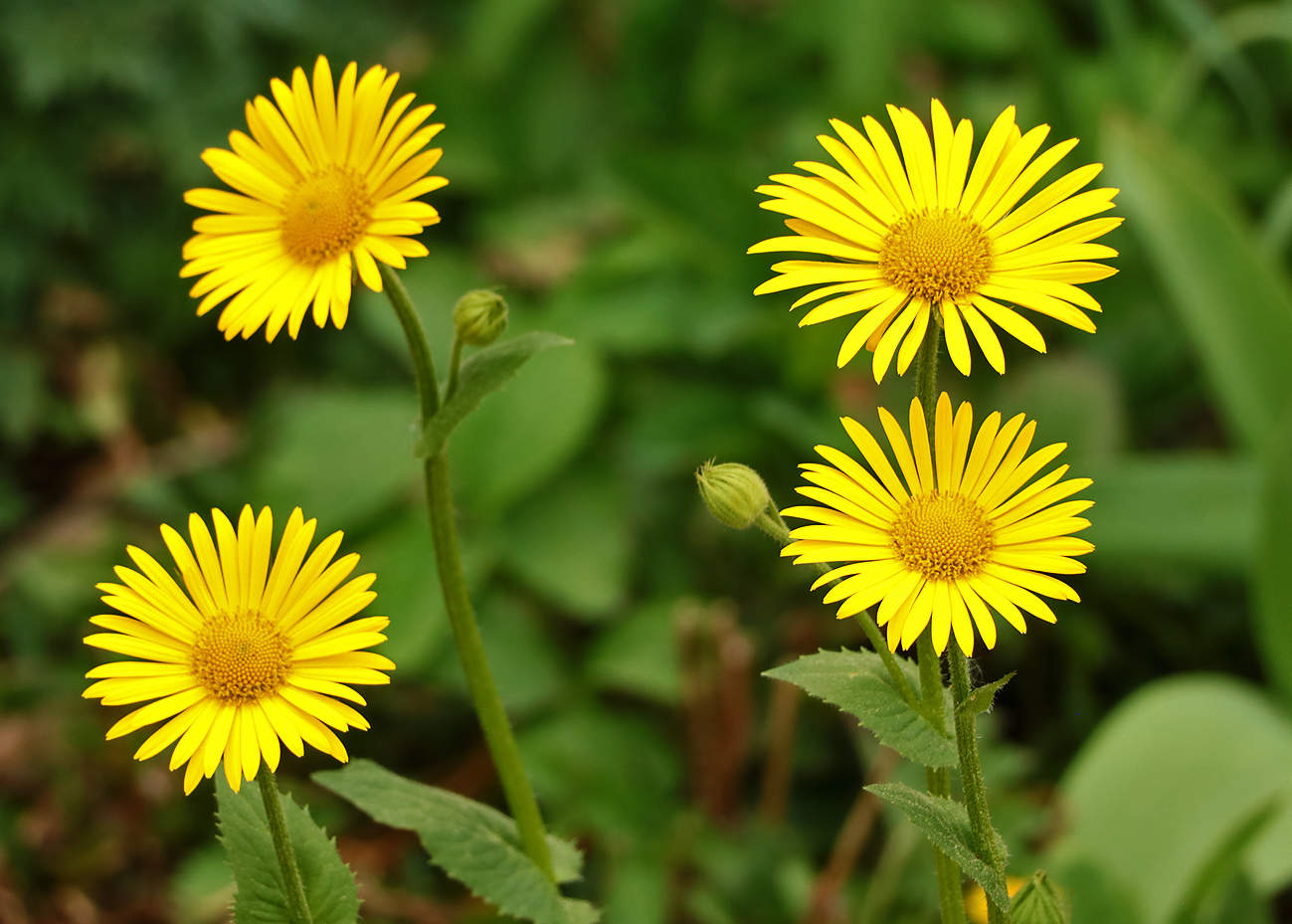 Солнышки дороникума