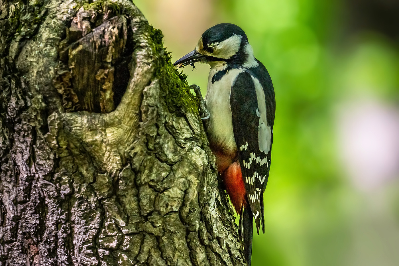 Большой пёстрый дятел