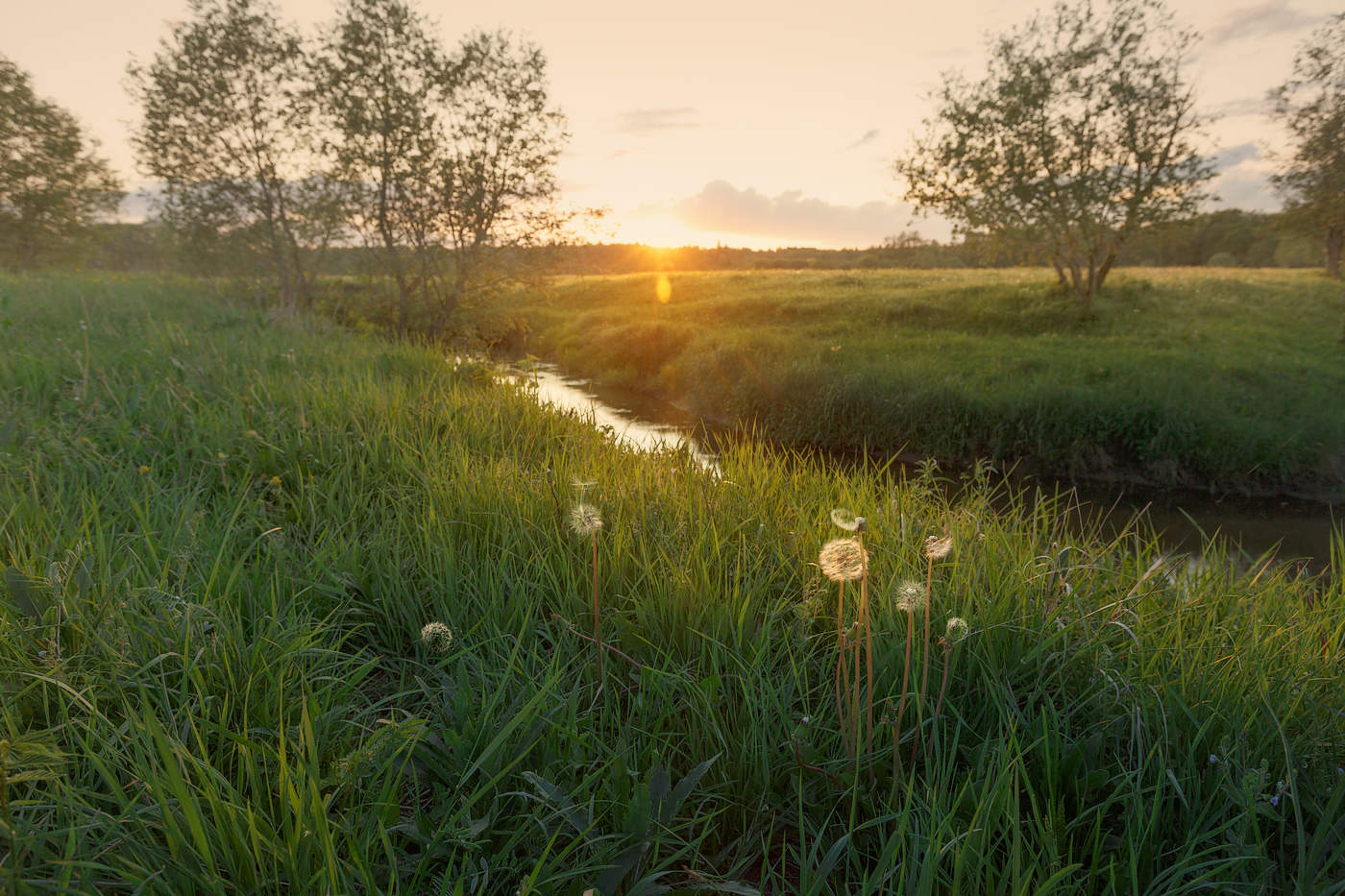 Одуванчики
