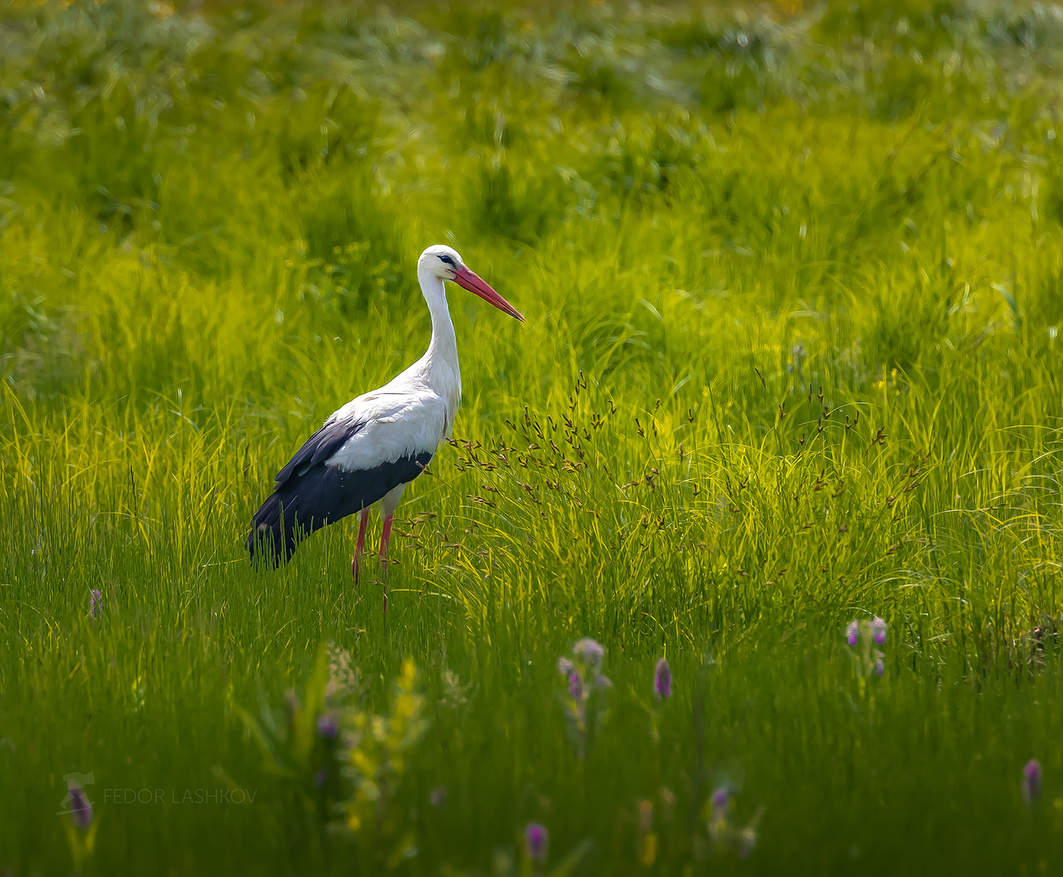 Аист на лугу