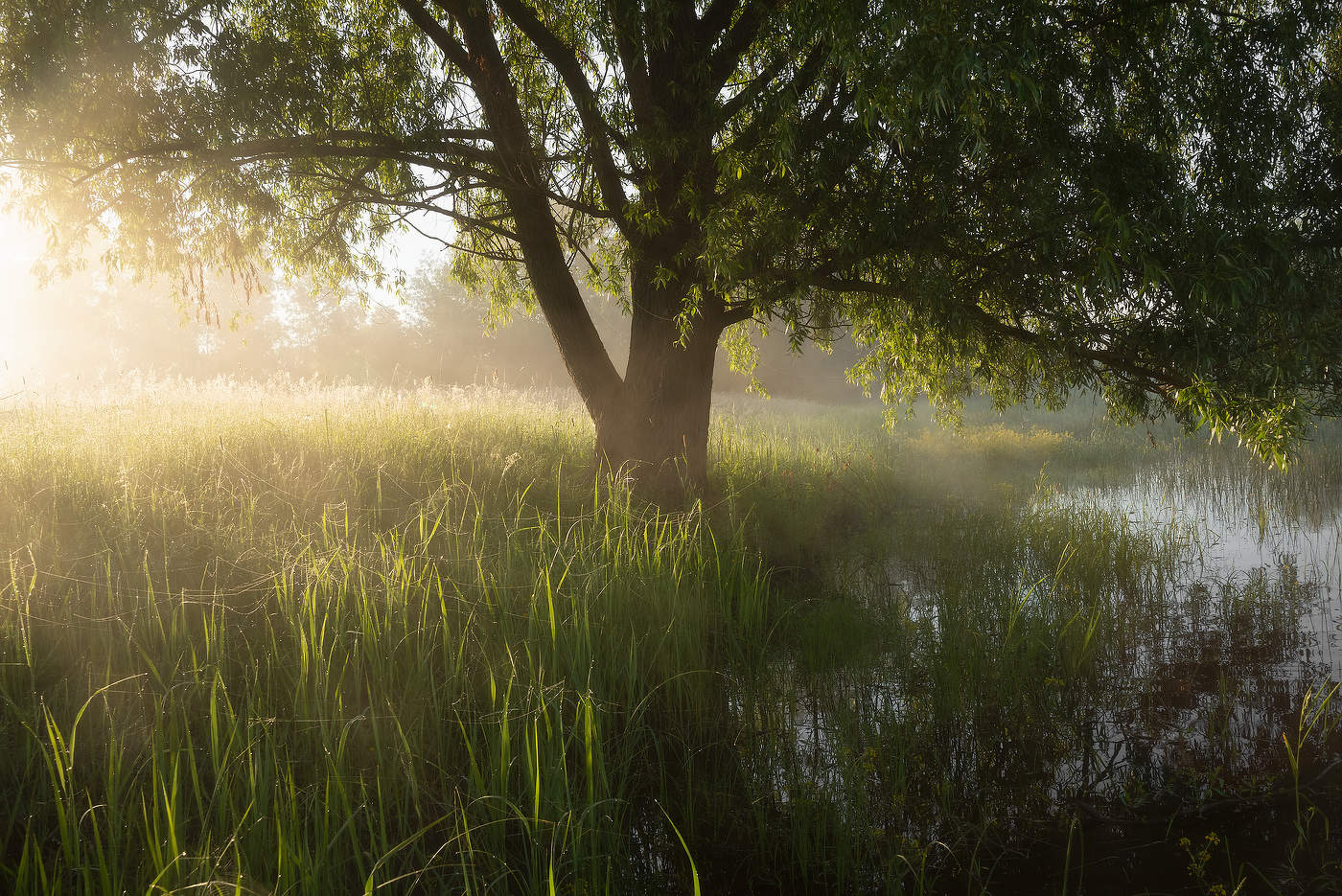 Утренний свет