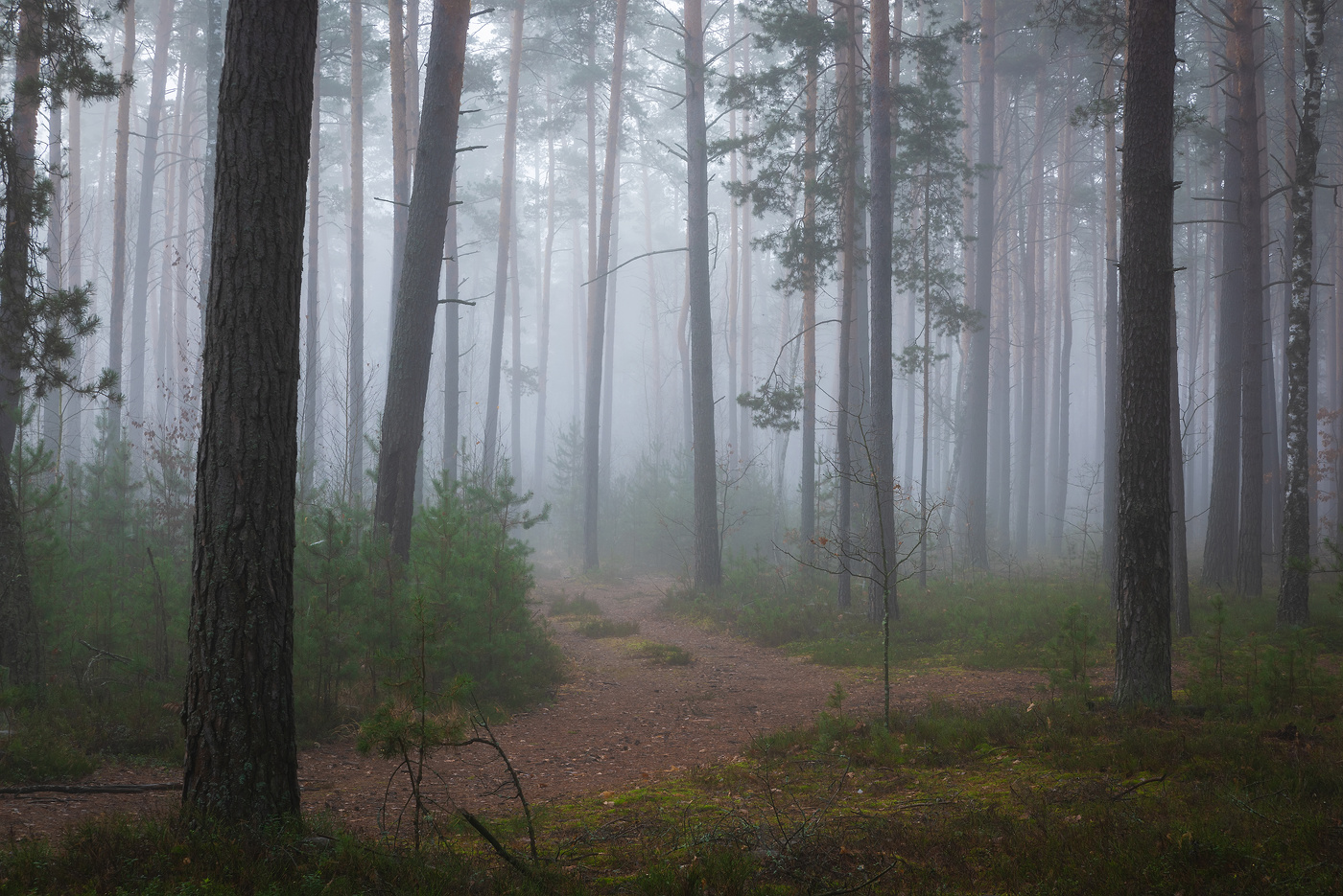 В лесу туман