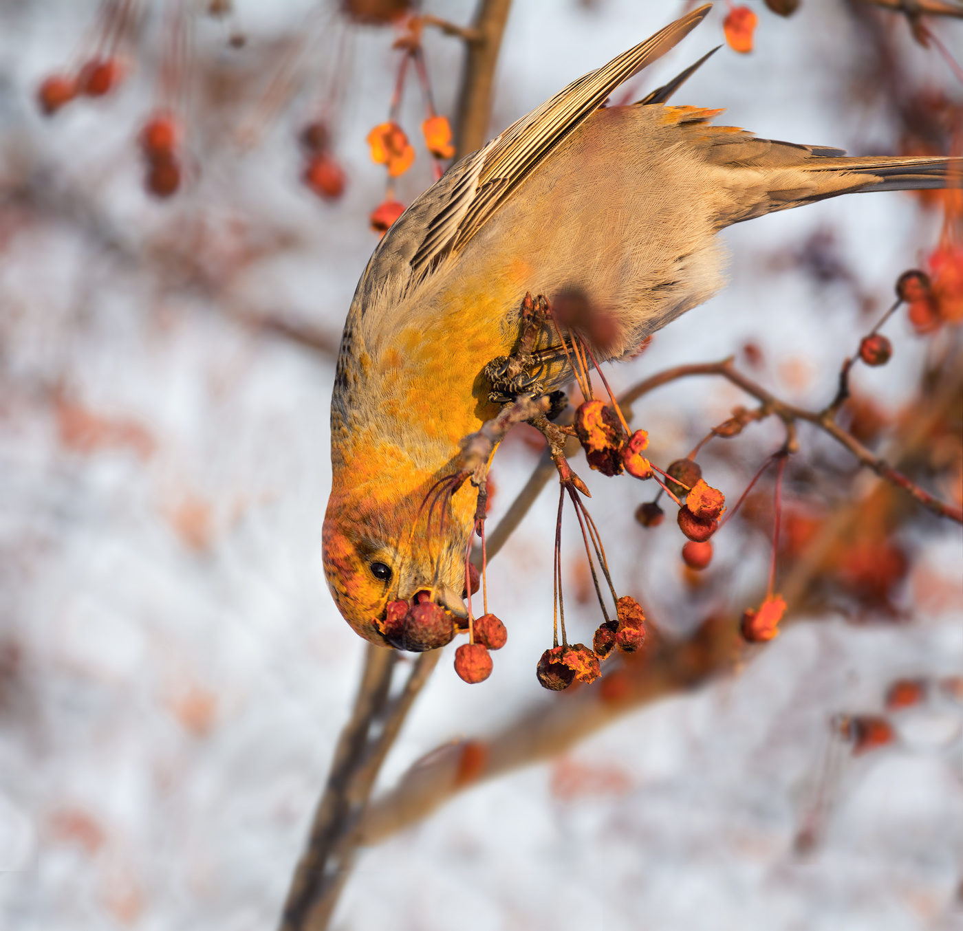 Щур обедает