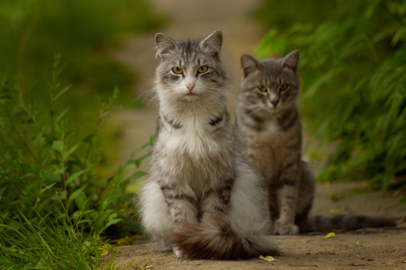 Родственные души