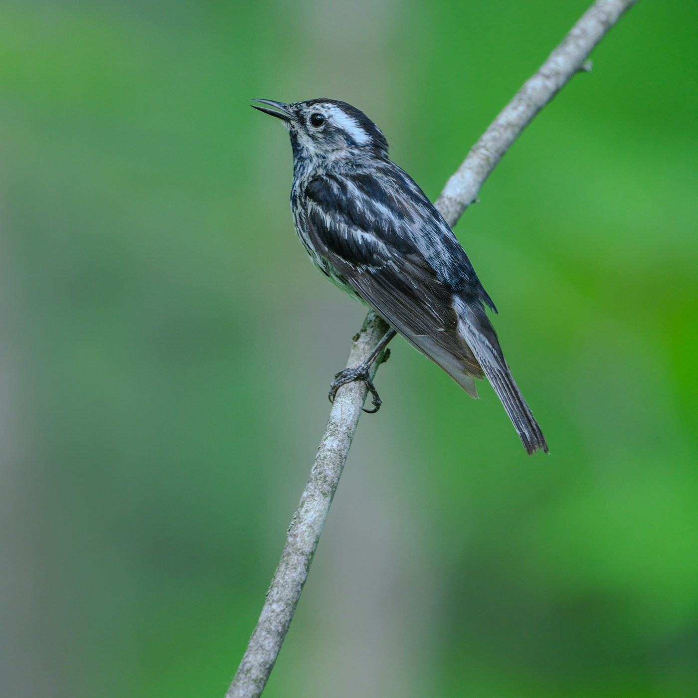 Black-and-white warbler