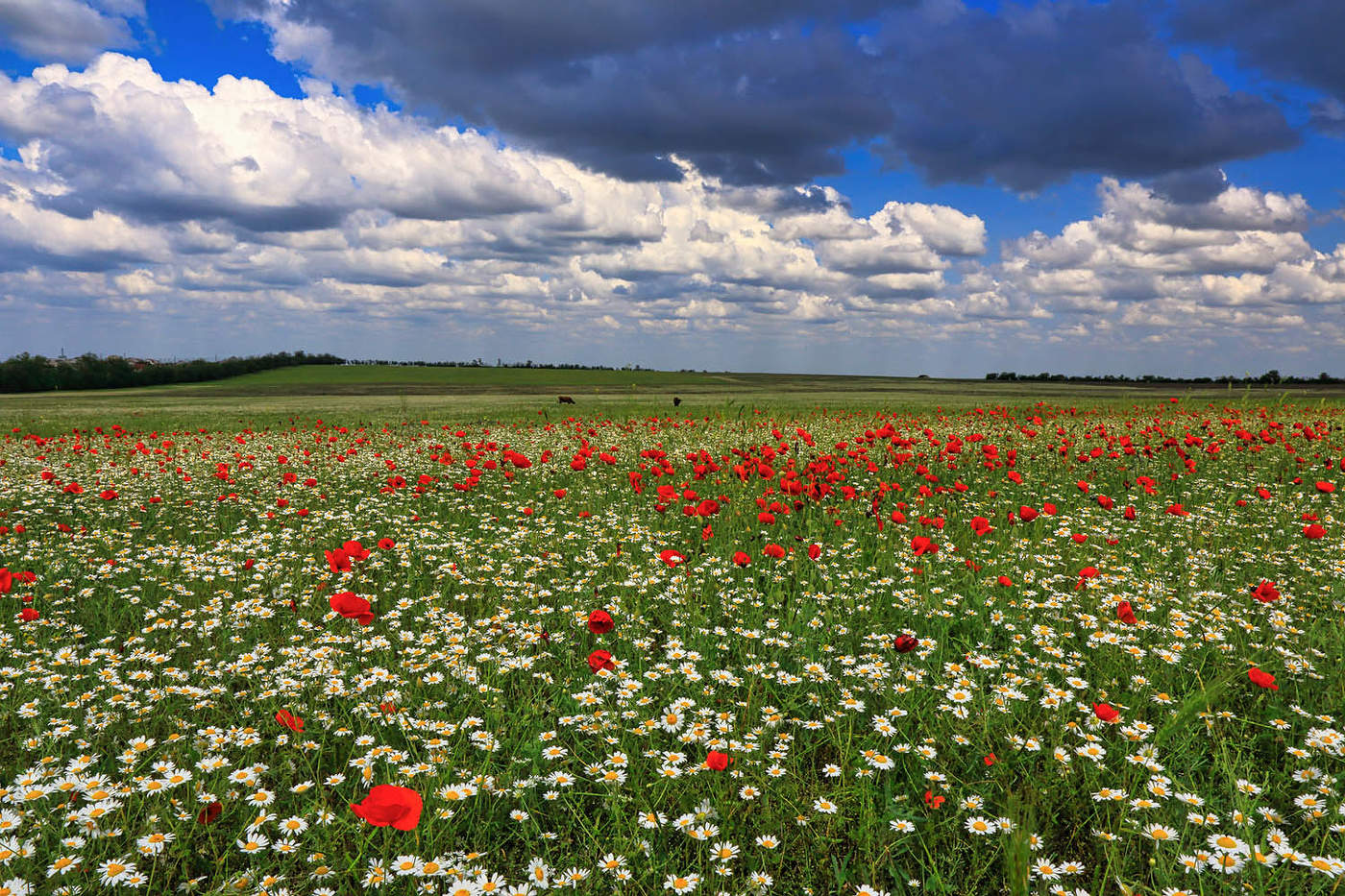 Крымское поле