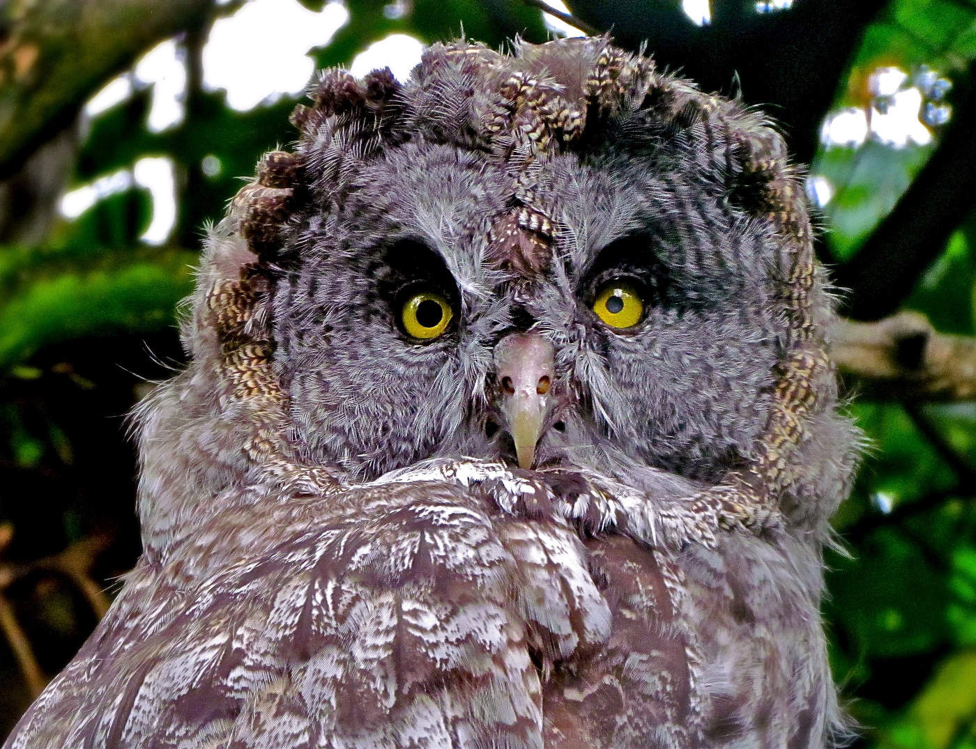 В роскошном капоре