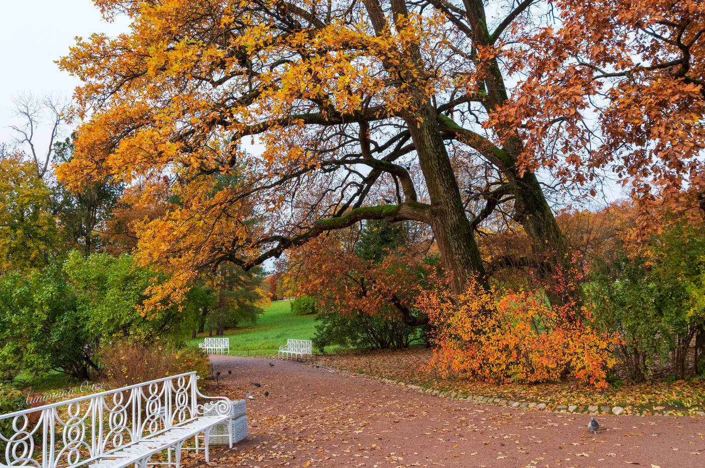 Осеннее утро в Екатерининском парке.