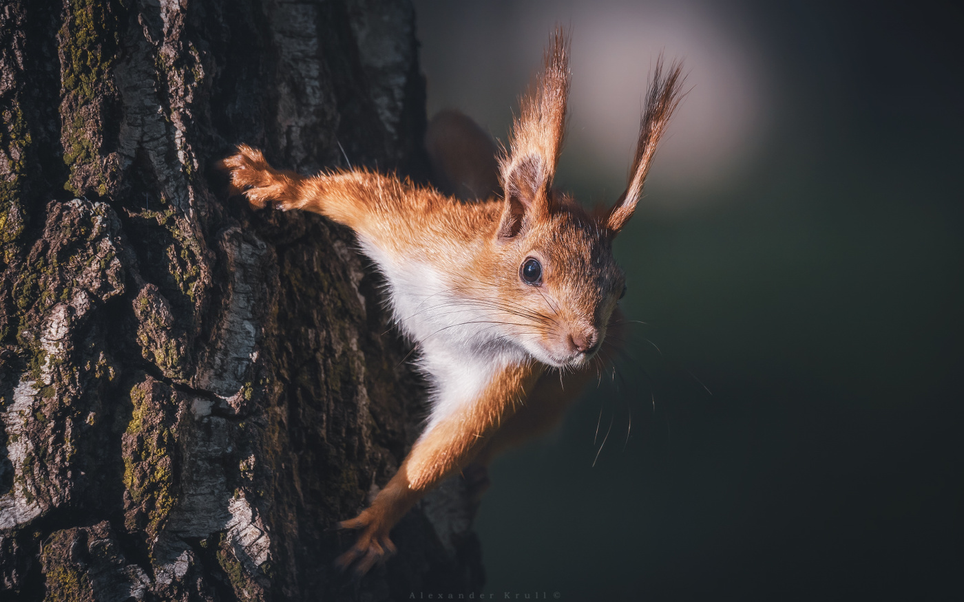 Белкин вечер