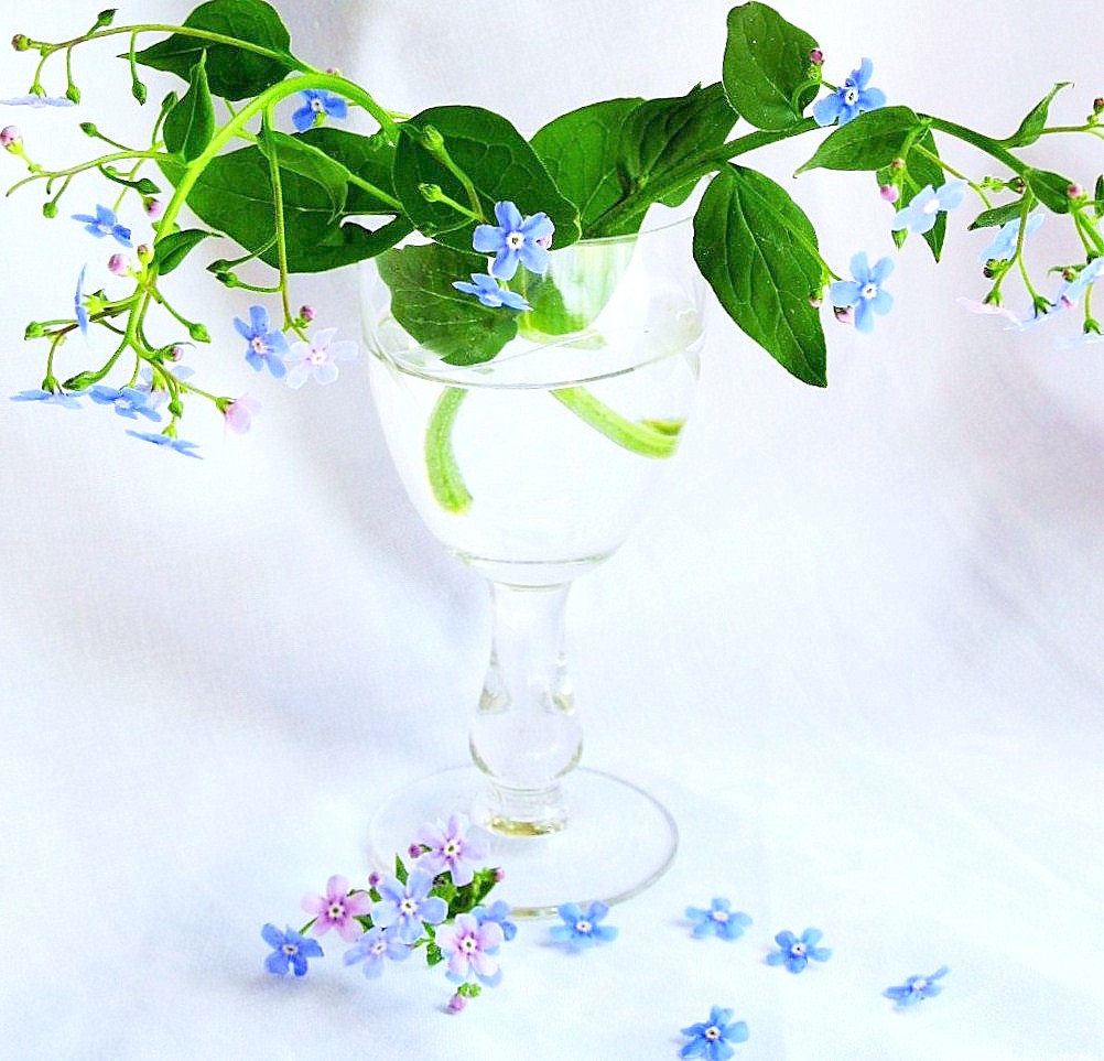 Натюрморт с незабудками!