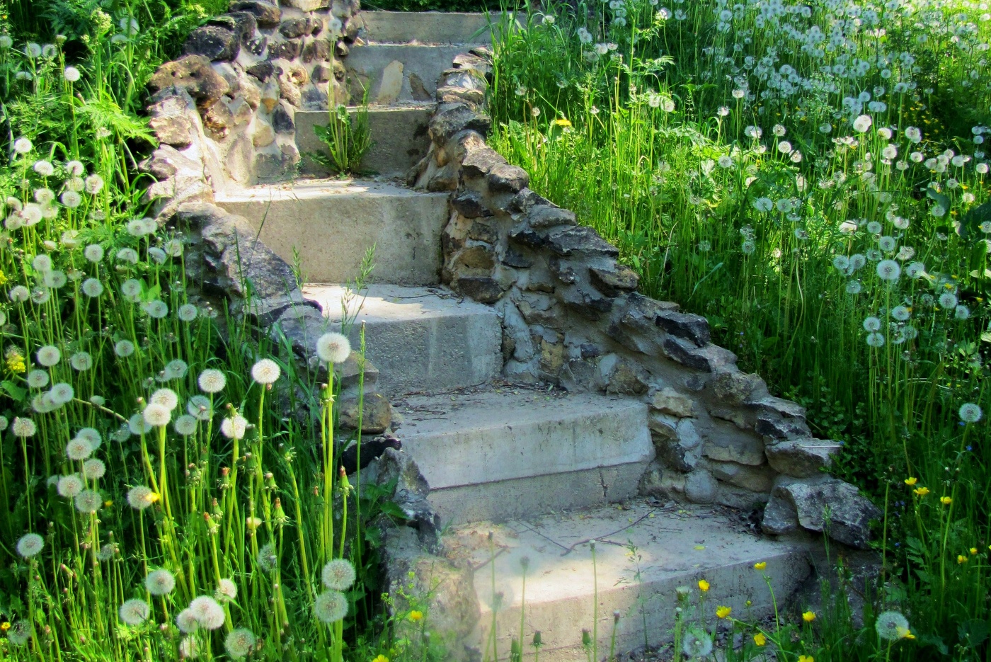 Лестница в одуванчиках.