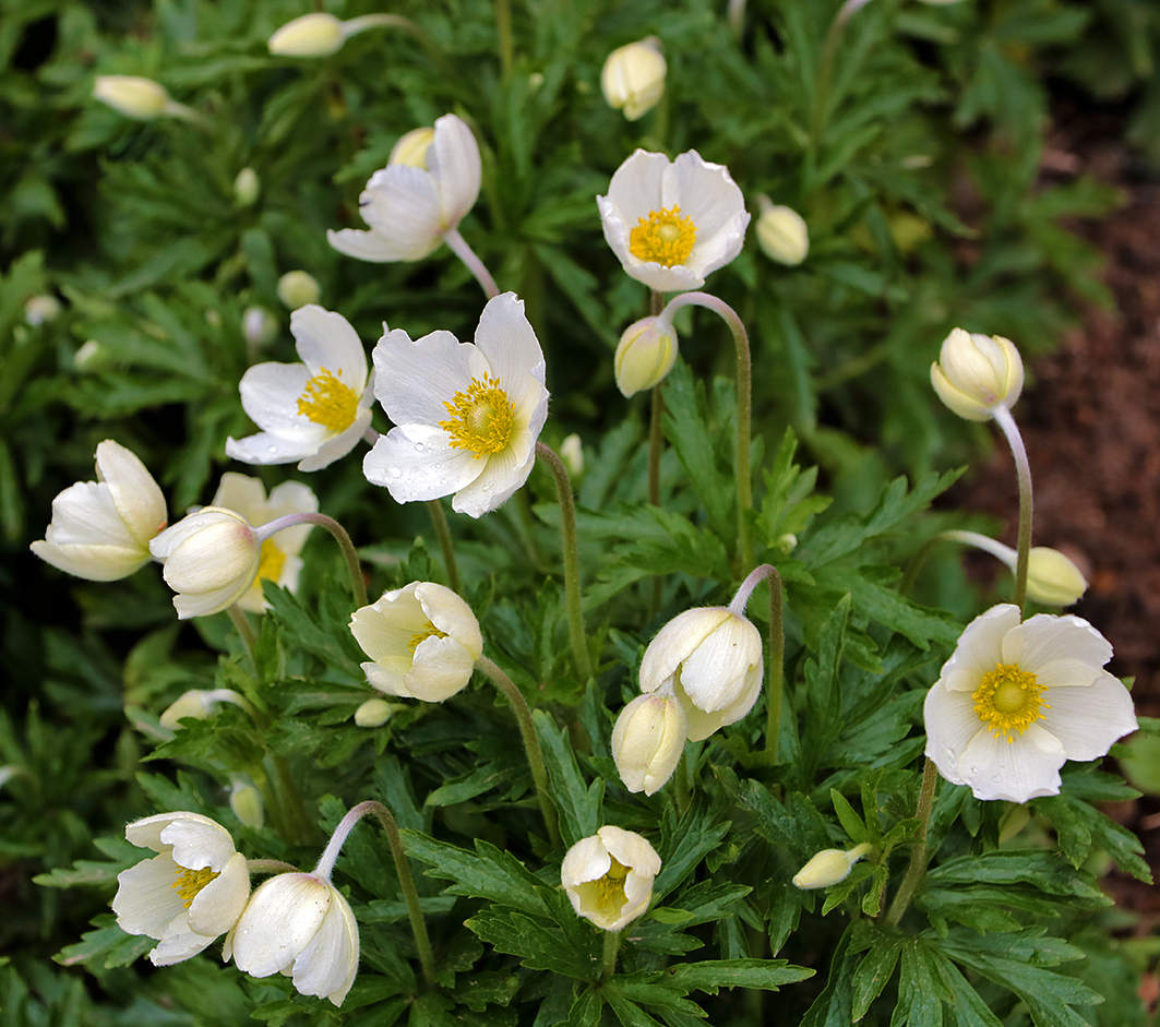 Белые "бабочки"