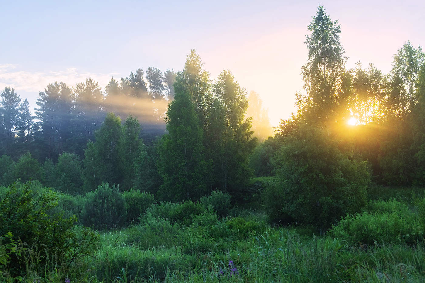 Утро в лесу