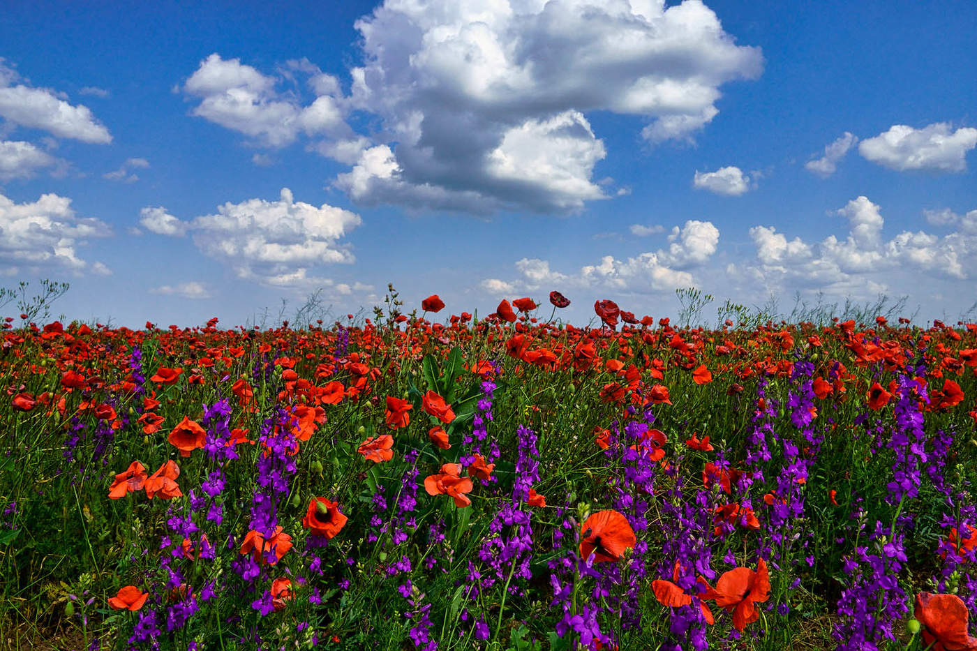 Крымское поле