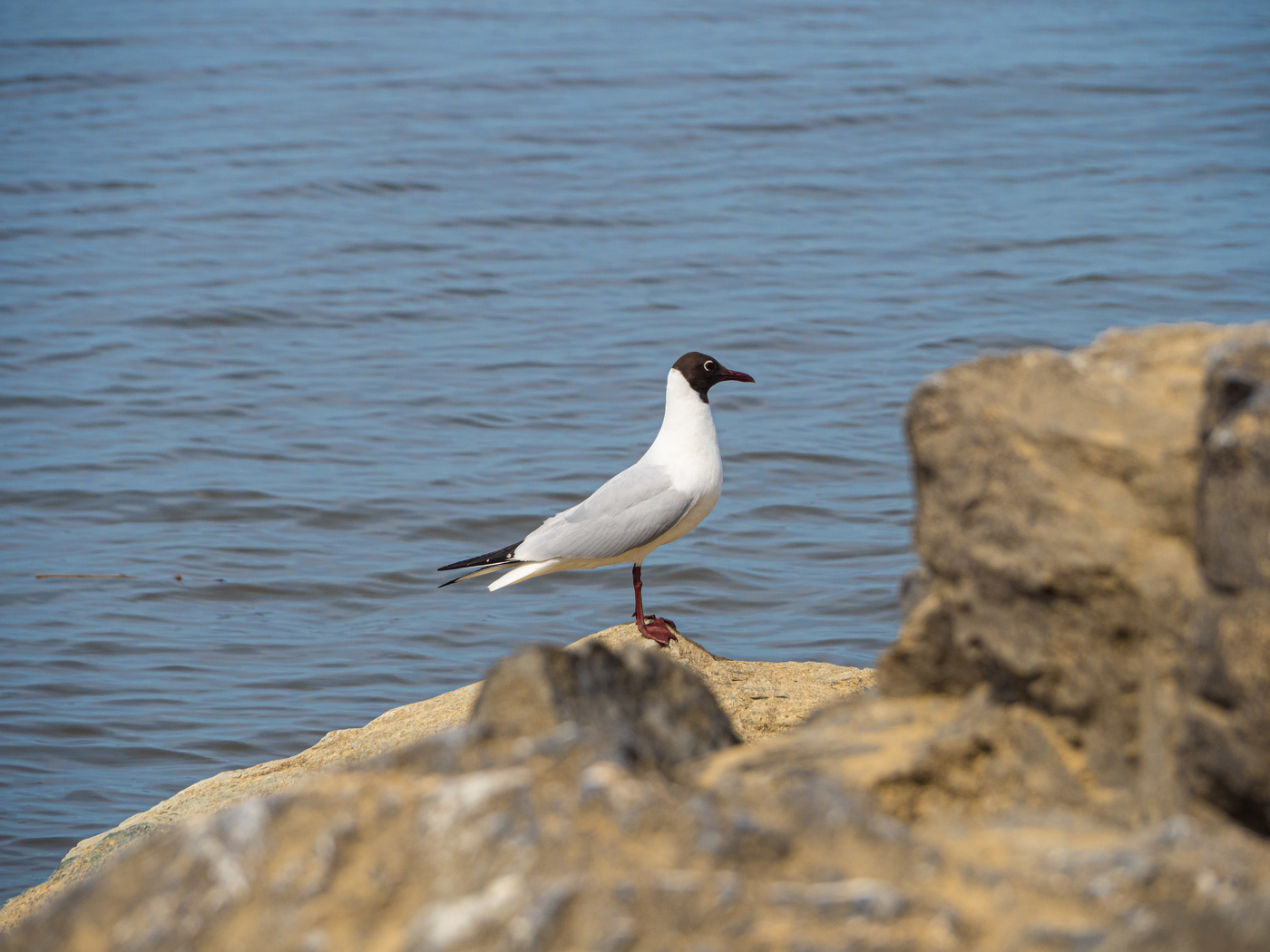 Где же рыба?