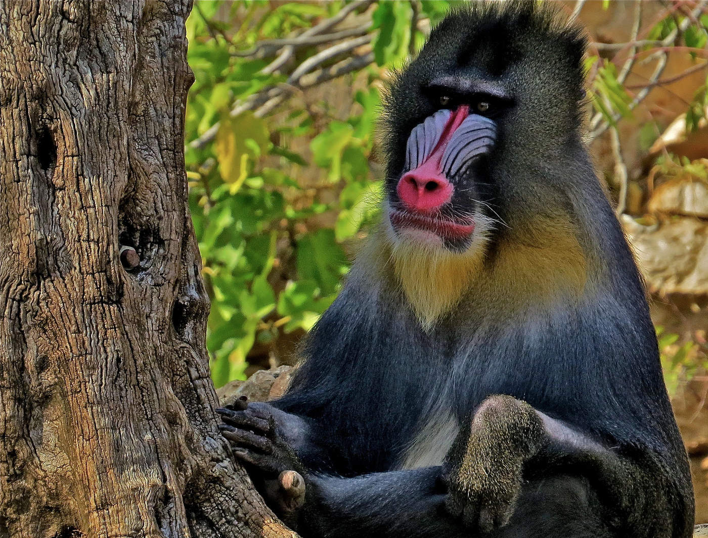 Самая красочная обезьяна
