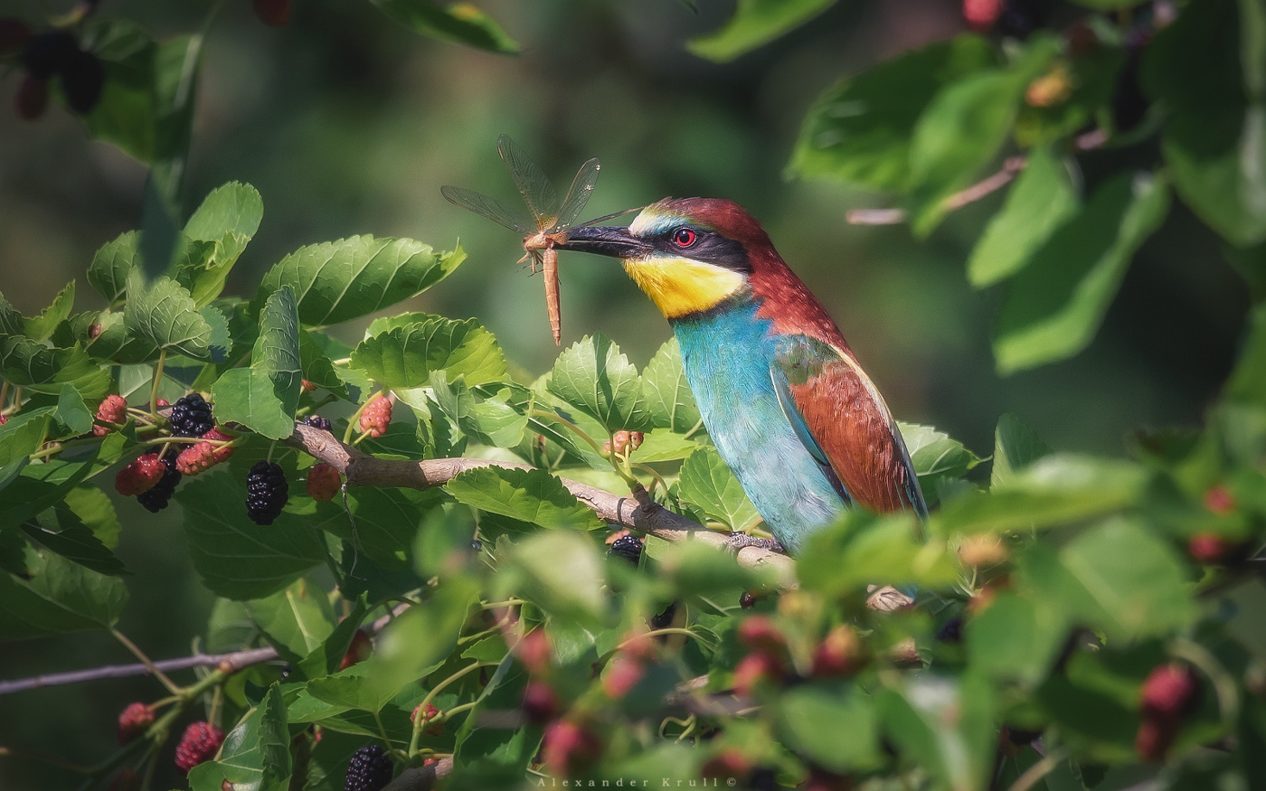 В одном птичьем раю