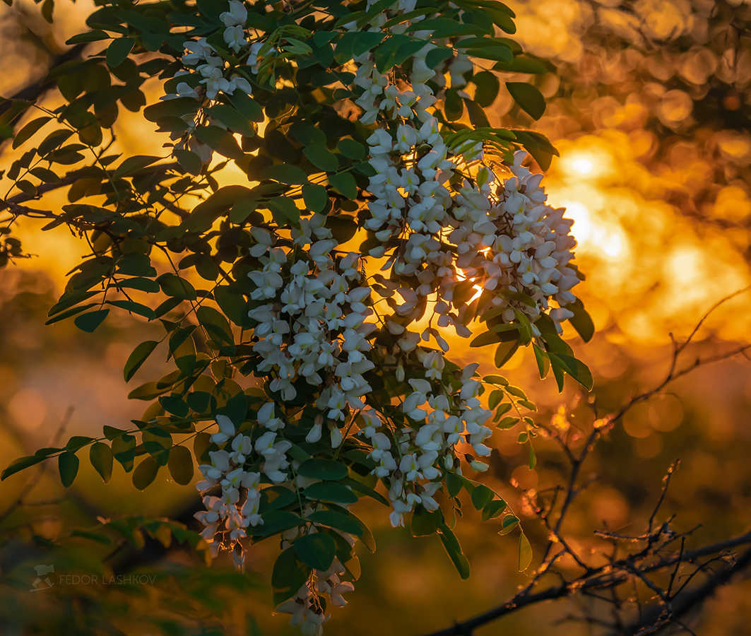 Запах акации