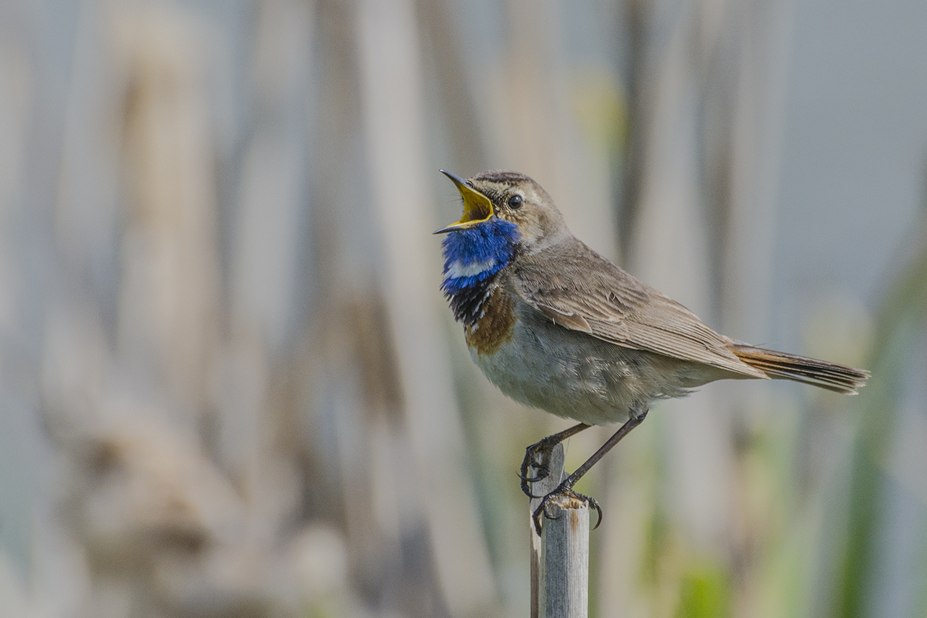 Песня белозвёздного