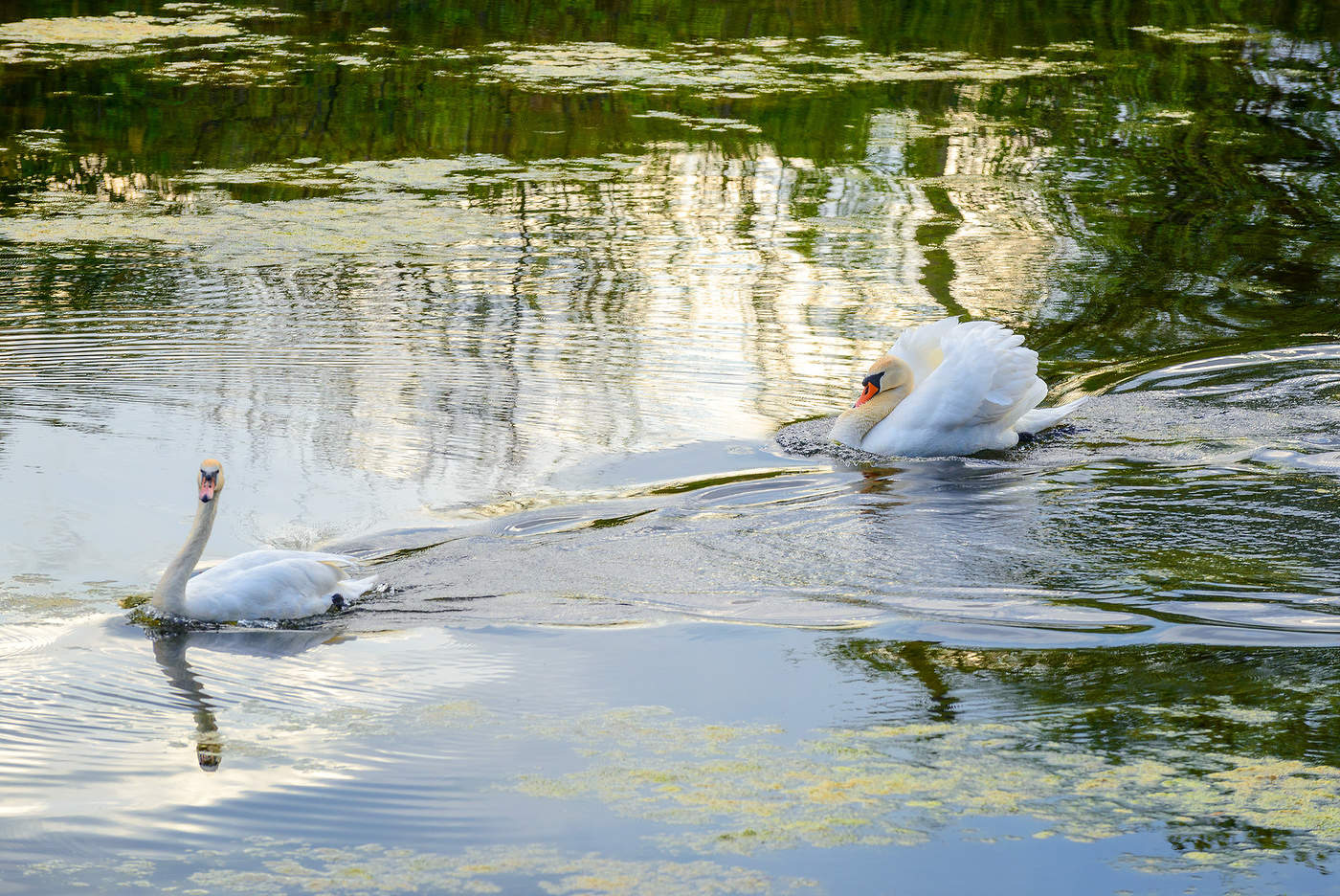 Догонялки...