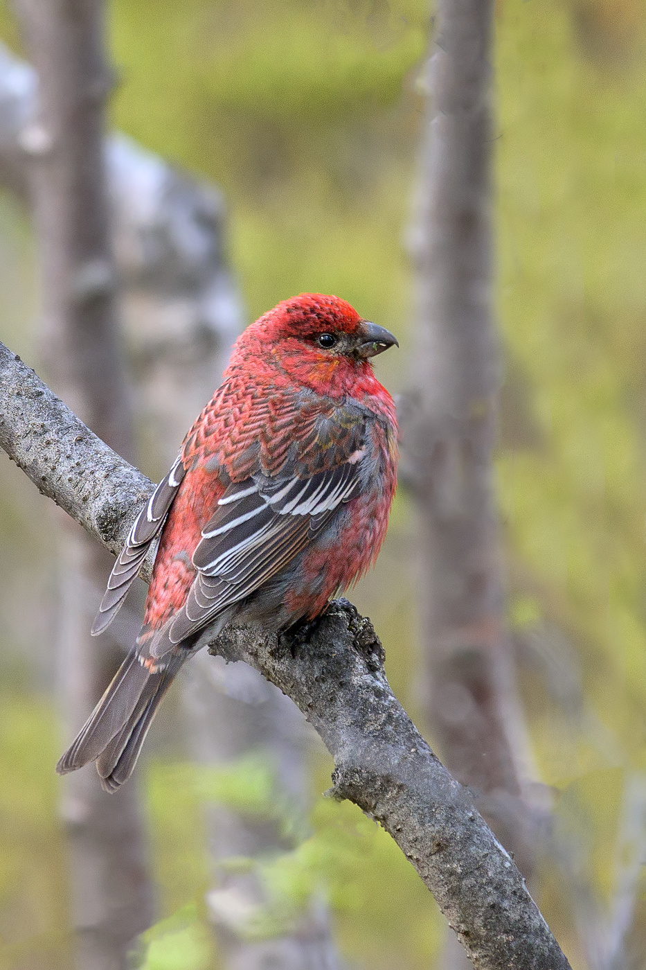 Щур обыкновенный