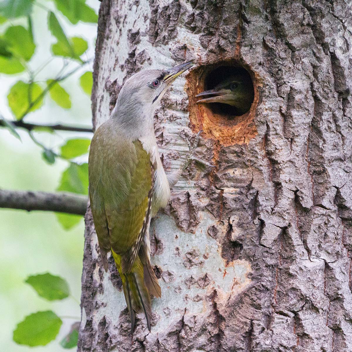 Седой дятел