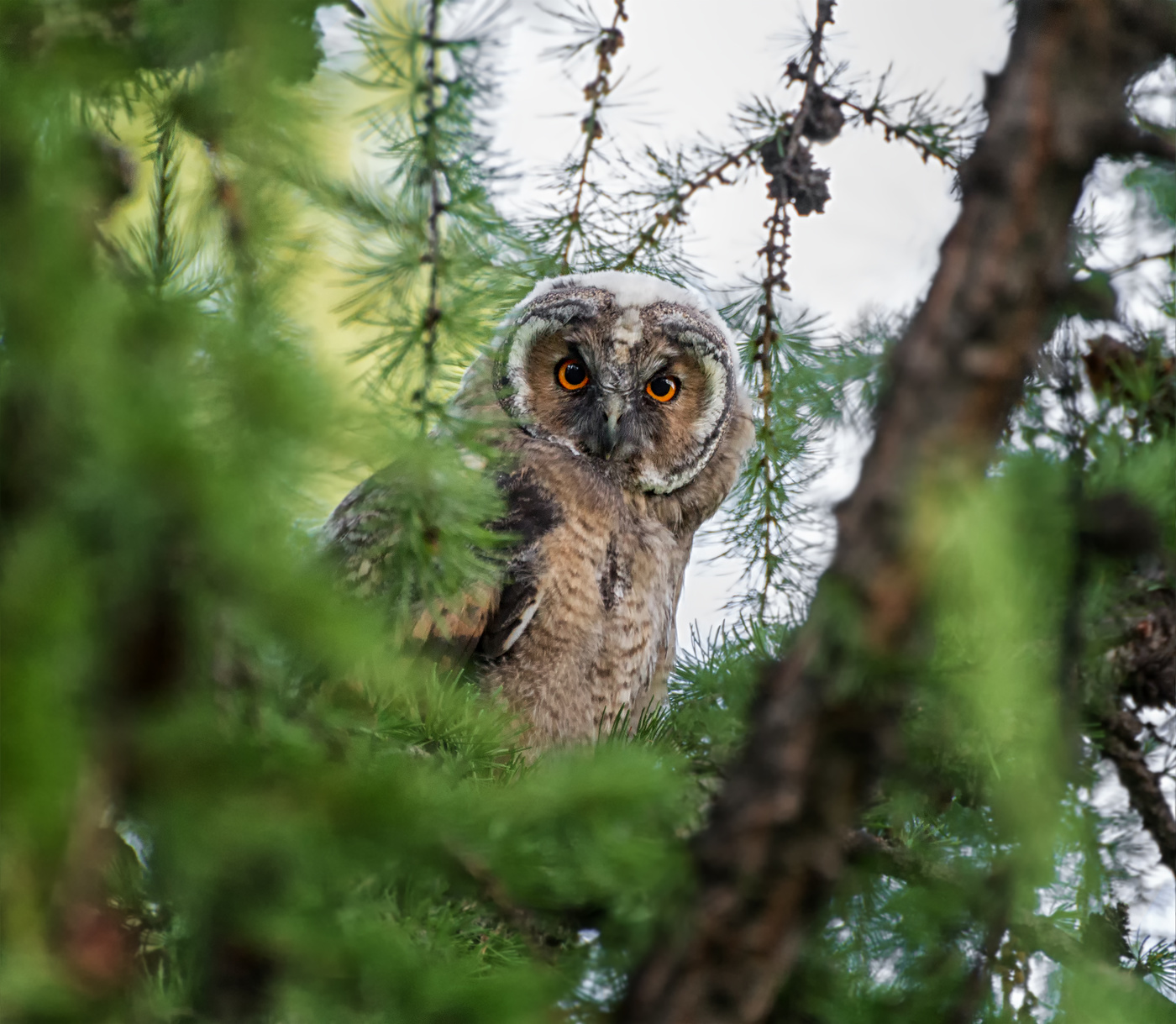 Сердитая и уши не показывает.