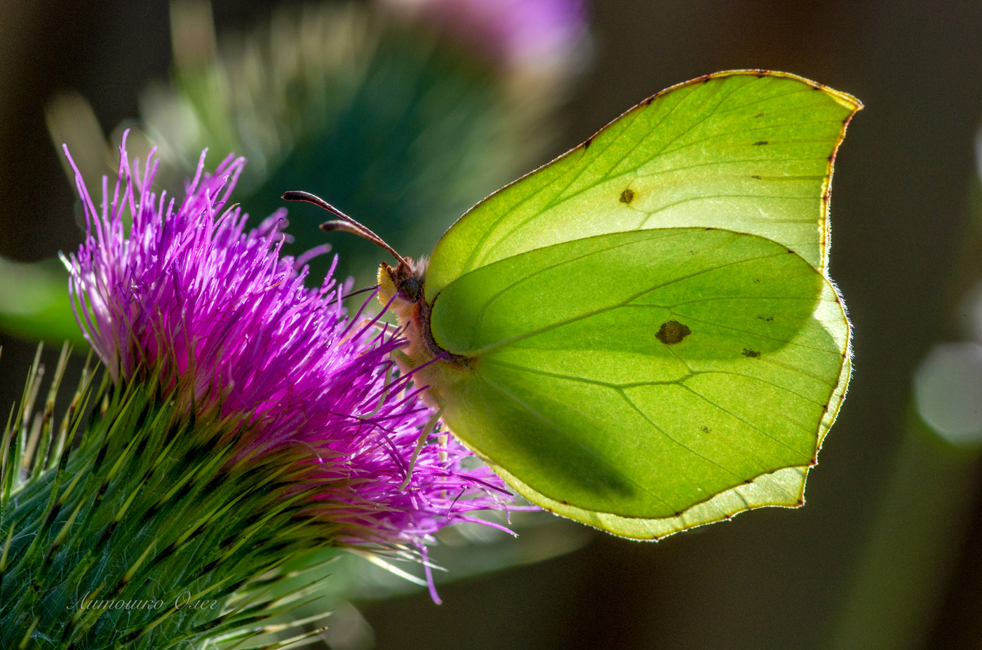 Лимонница обыкновенная.