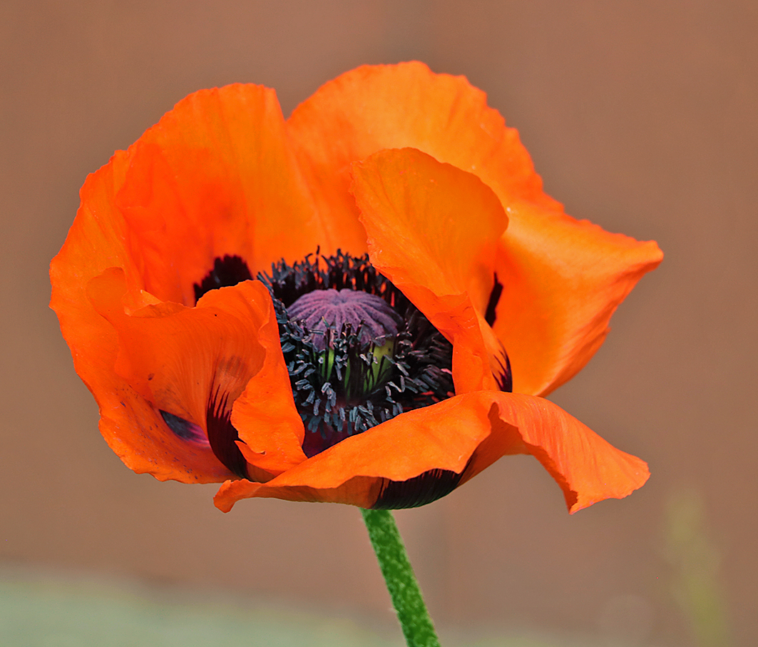 Необычный мак