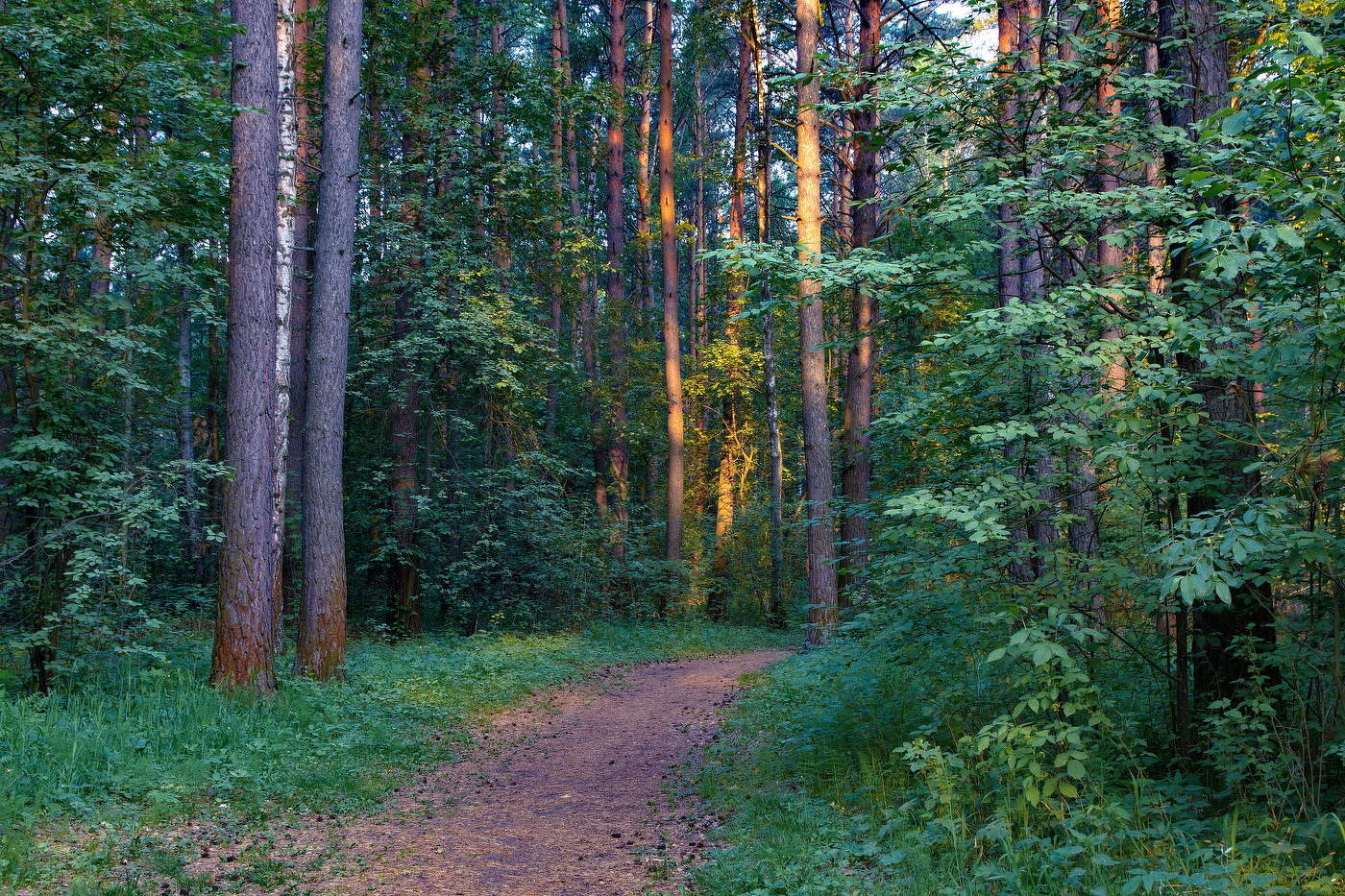 *Лесная тропинка.**