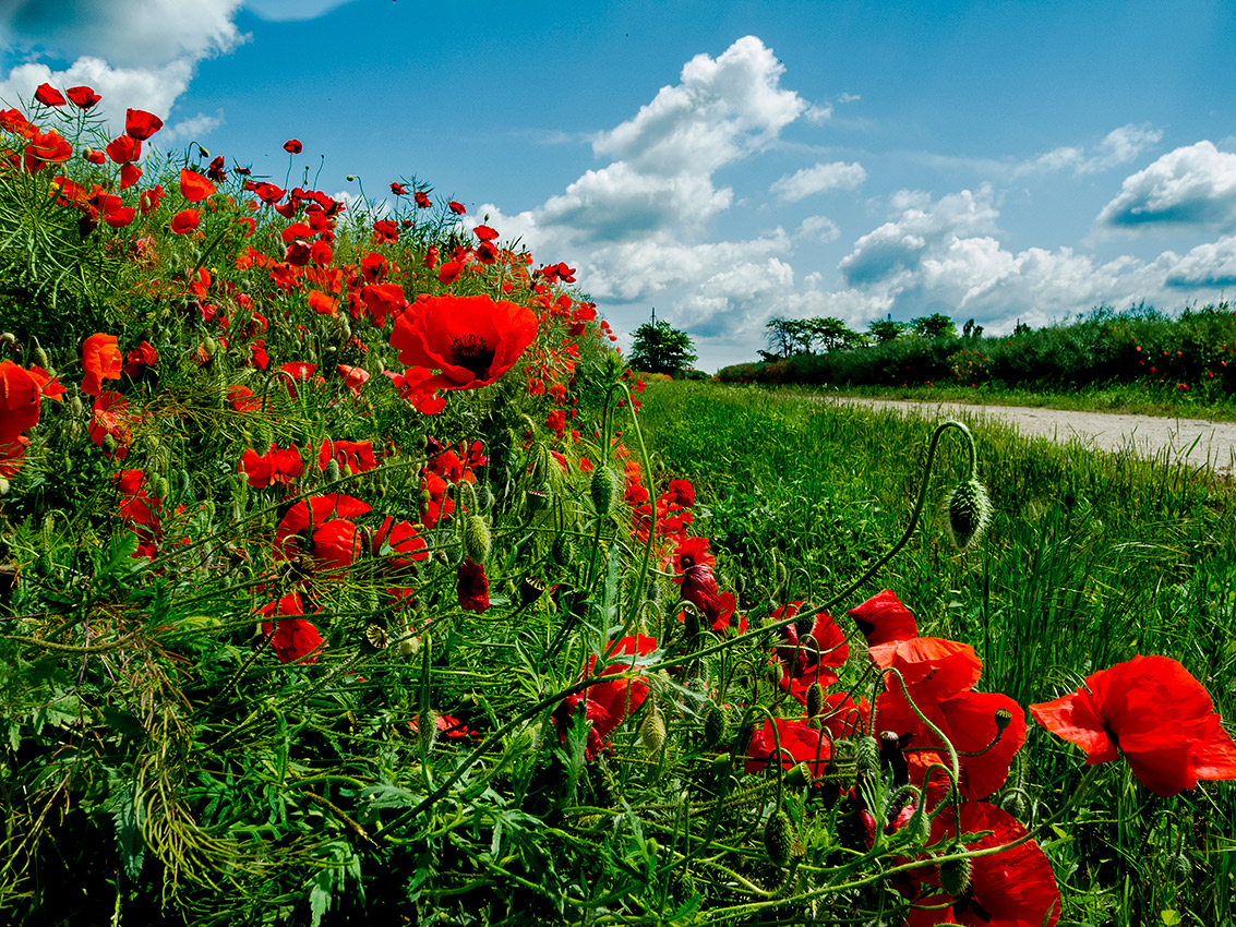Царство маков