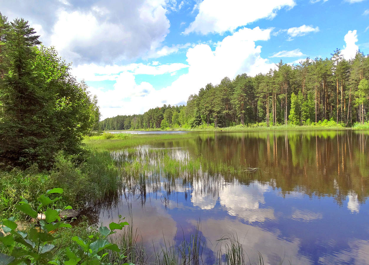 Летним днём на озере