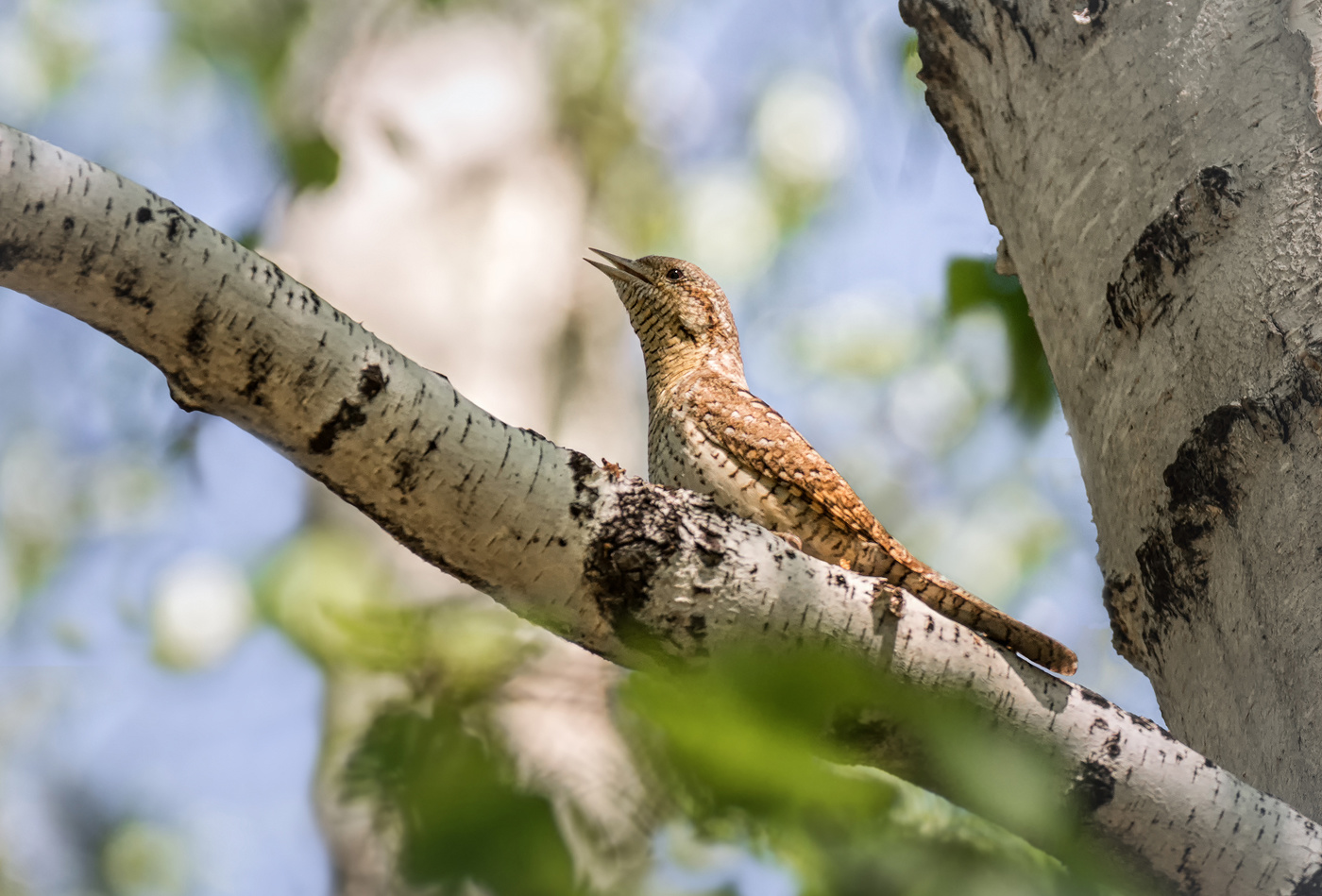 вертишейка .