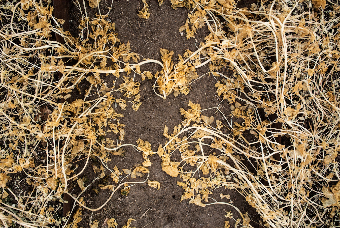 сотворение