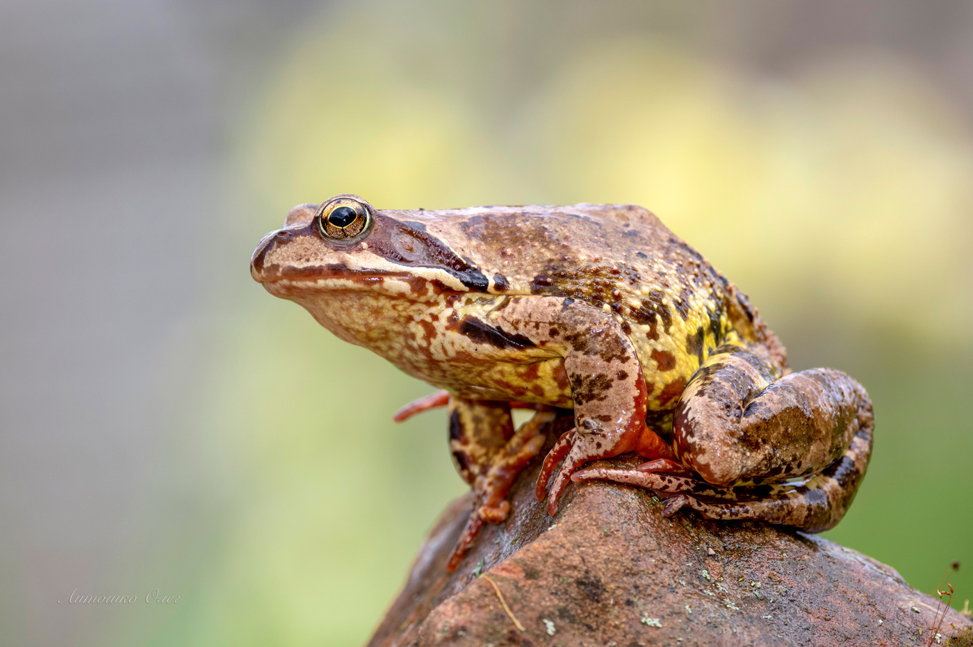 Фотолягушкосессия.