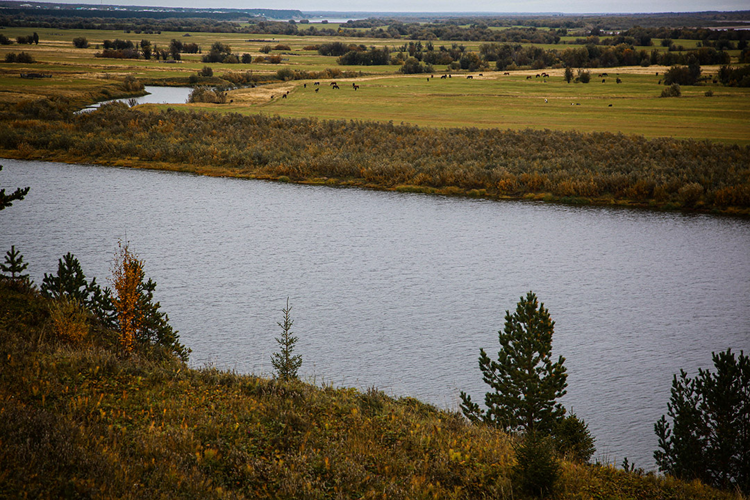 на лугу пасутся...