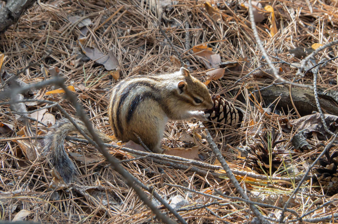 А на обед шишки!