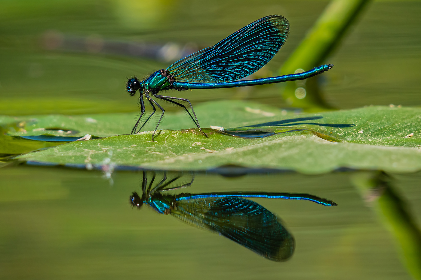 Красотка блестящая