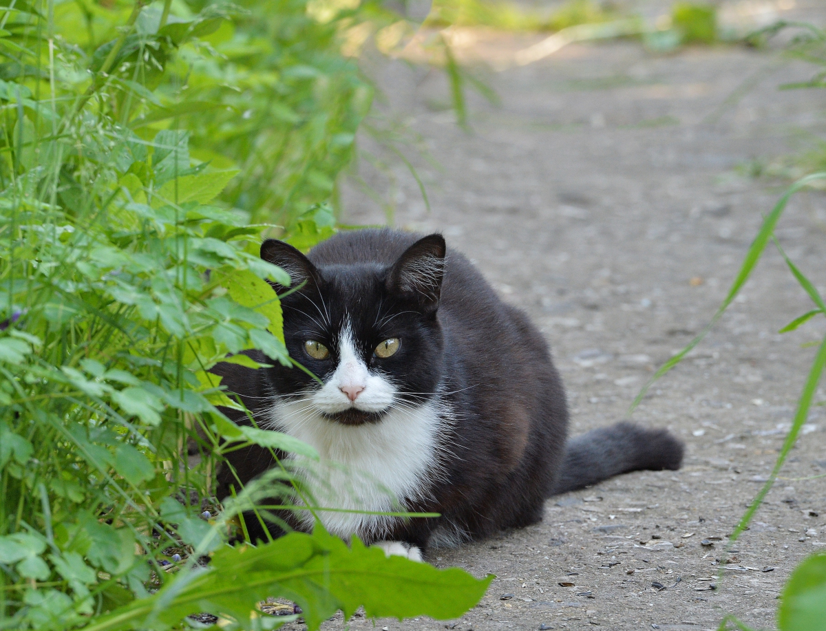 Кот партизан