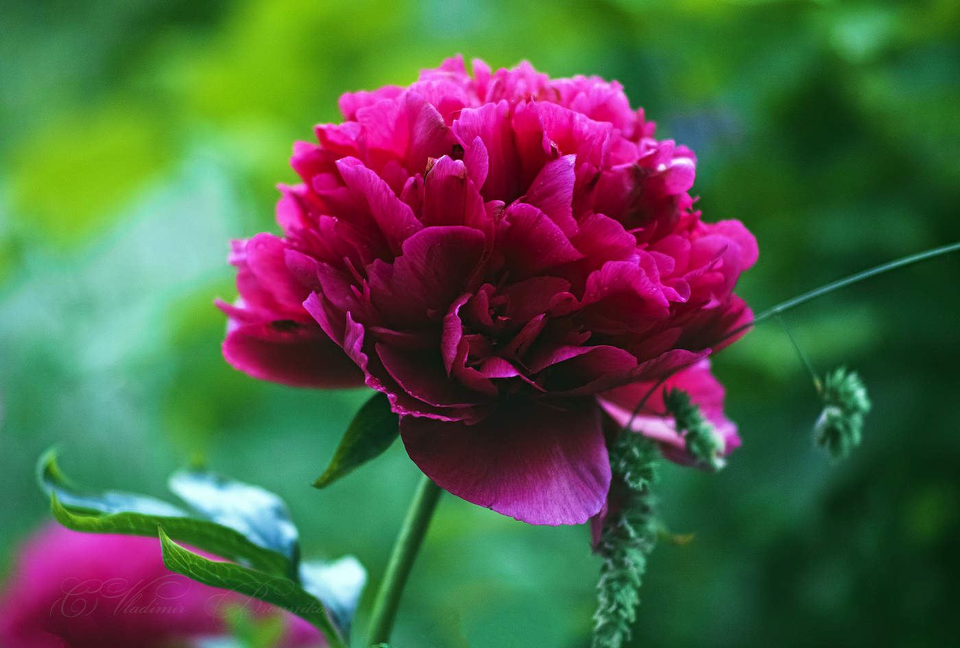 Июньское цветение