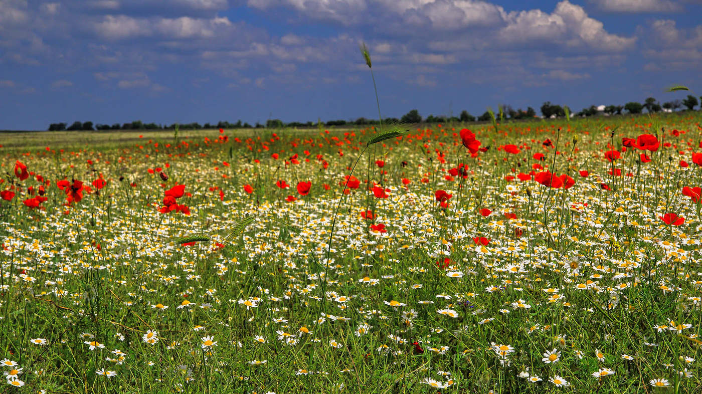 Крымское лето