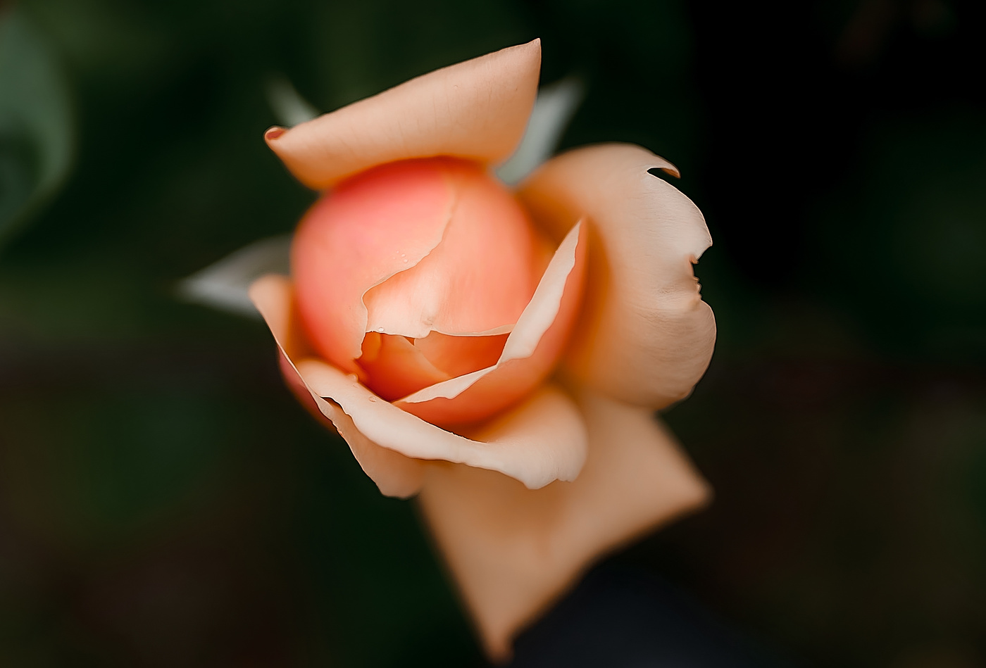 Роза во сне..