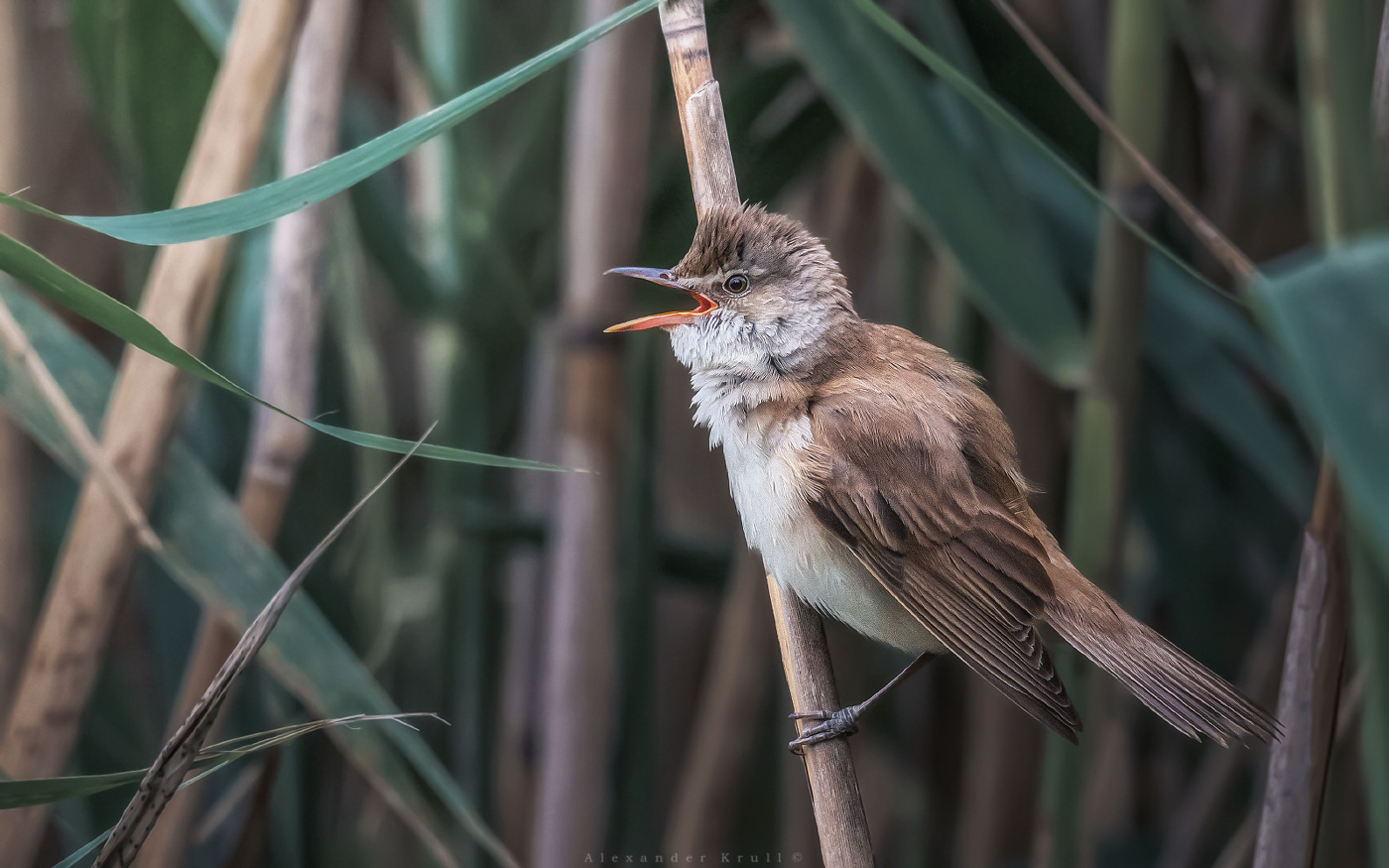 В тени густых тростников
