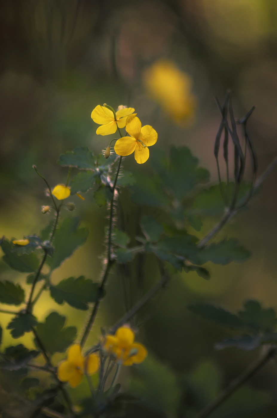 Летние зарисовки...